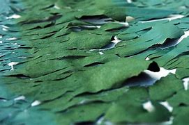 جلبک اسپرولینا