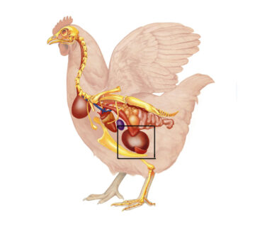 ترکیب میکروبیوتای روده مرغ و نقش آن در سلامتی دستگاه گوارش