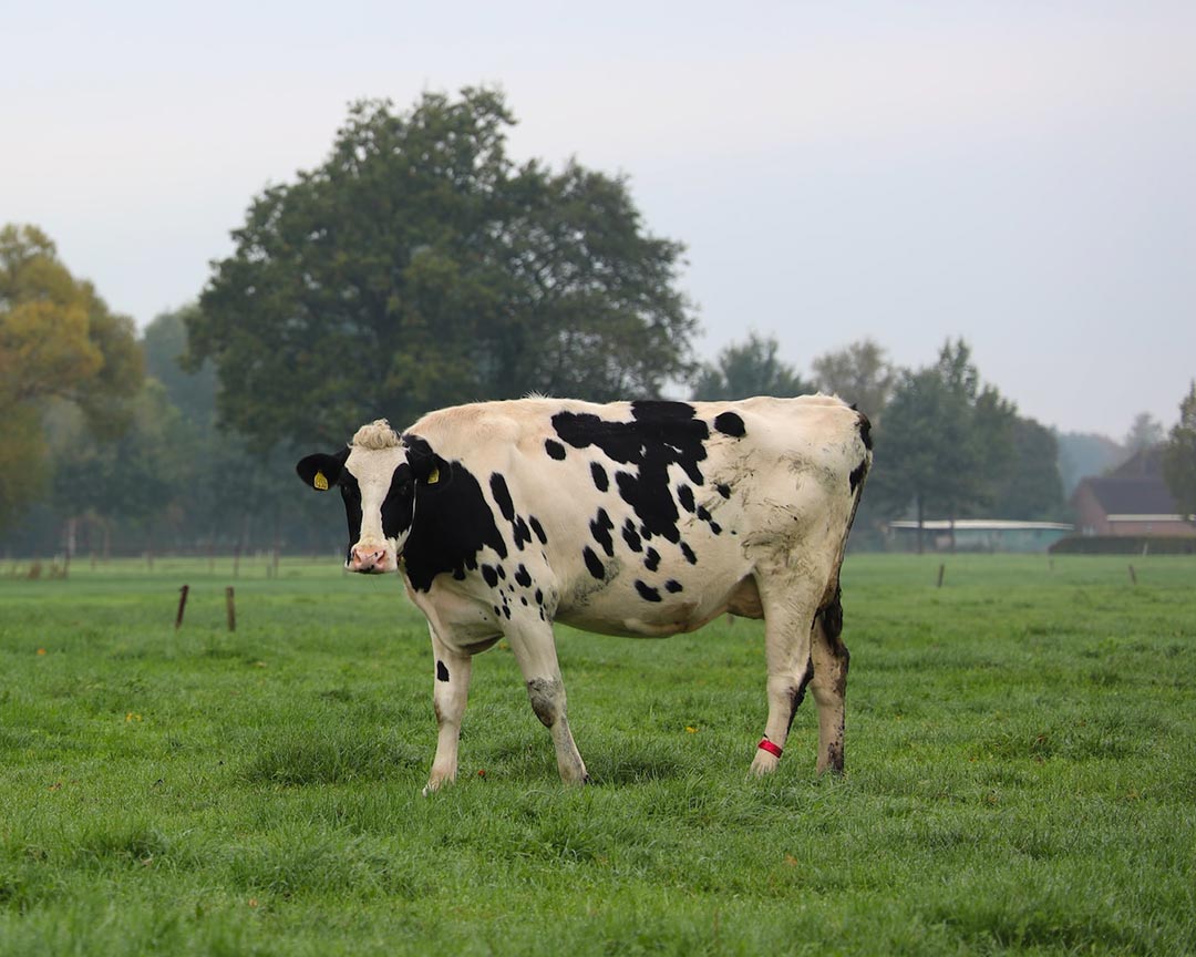 نکات نگهداری دام و دمای دام