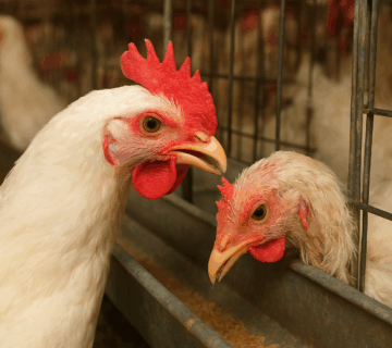 کانیبالیسم در طیور