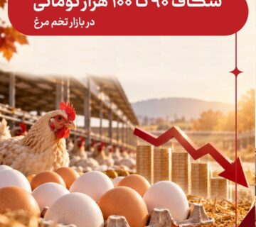 قیمت تخم مرغ در بازار