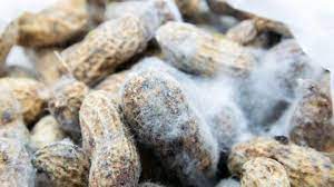 aflatoxin