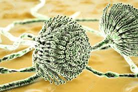 aflatoxin