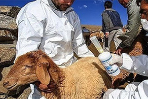 واکسن‌های دامی در کشور-1