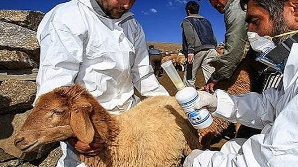 واکسن‌های دامی در کشور